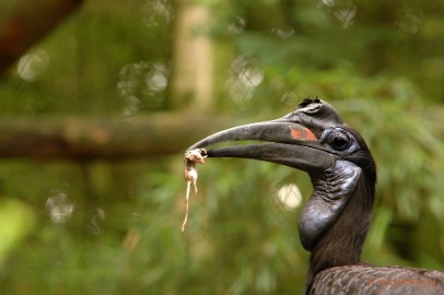 DSC_5371 Overloon zoo 2009