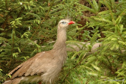 DSC_5422 Overloon zoo 2009