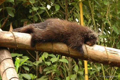 DSC_5431 Overloon zoo 2009