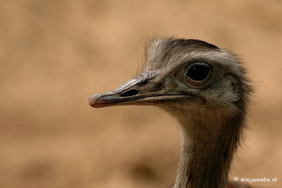 DSC_5484 Overloon zoo 2009