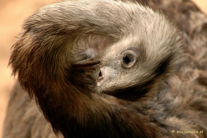 DSC_5488 Overloon zoo 2009