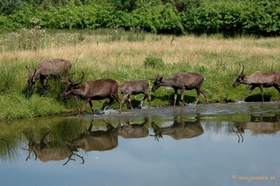 DSC_5598 Overloon zoo 2009