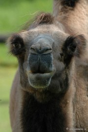 DSC_5657 Overloon zoo 2009