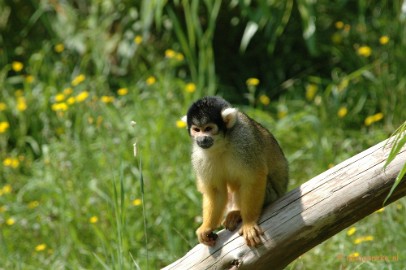 DSC_5673 Overloon zoo 2009