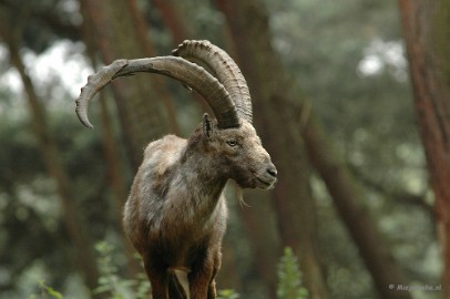 DSC_2001 Wildpark