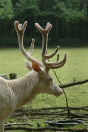 DSC_2073 Wildpark