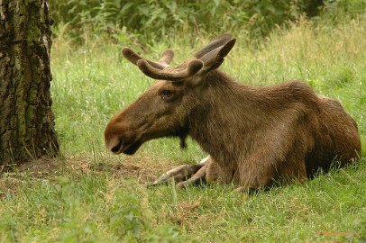 DSC_2152 Wildpark