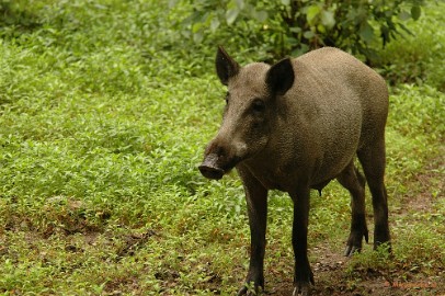 DSC_2155 Wildpark