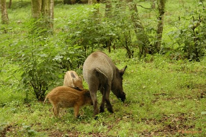 DSC_2177 Wildpark