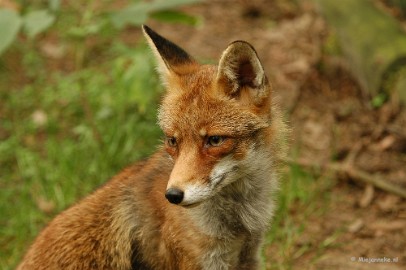 DSC_2197 Wildpark