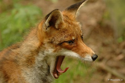 DSC_2208 Wildpark