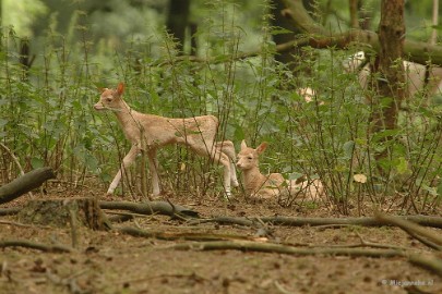DSC_2241 Wildpark