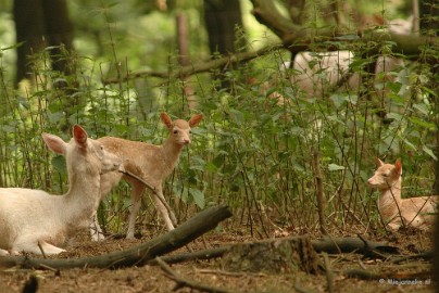 DSC_2246 Wildpark