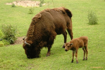 DSC_2280 Wildpark
