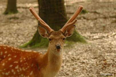 DSC_2294 Wildpark