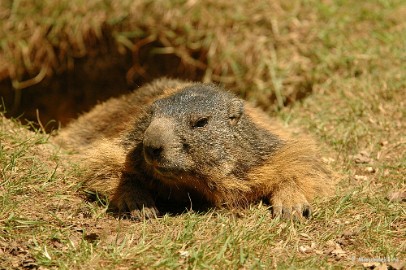 DSC_2364 Wildpark