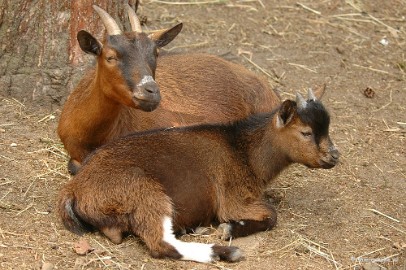 DSC_2373 Wildpark