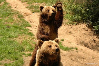 DSC_2577 Wildpark