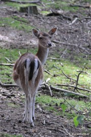 DSC_3604 Wildpark
