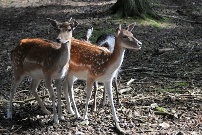 DSC_3615 Wildpark