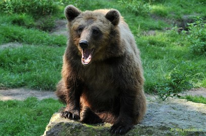 DSC_3716 Wildpark