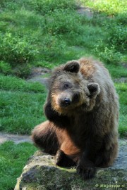 DSC_3726a Wildpark