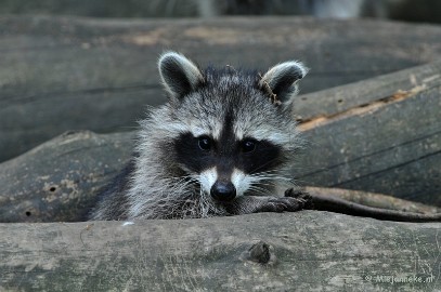DSC_3906 Wildpark