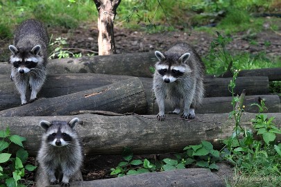 DSC_3961 Wildpark