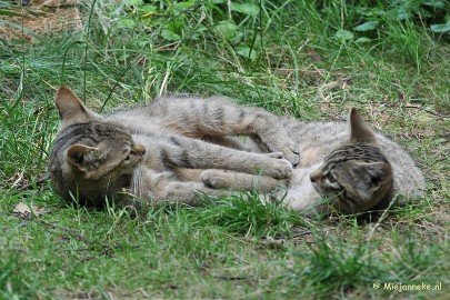 DSC_3997 Wildpark