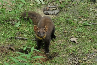DSC_4102a Wildpark