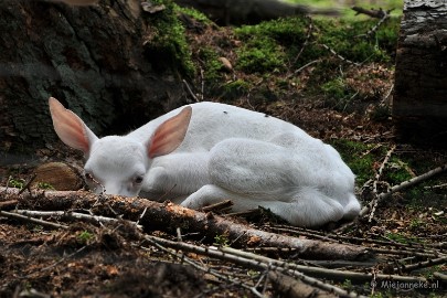 DSC_4194 Wildpark