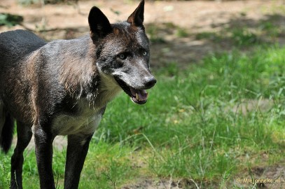 DSC_4265 Wildpark