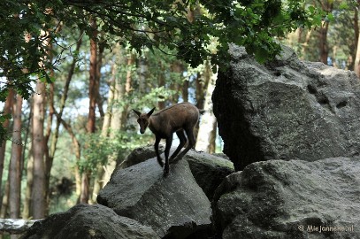 DSC_4374 Wildpark