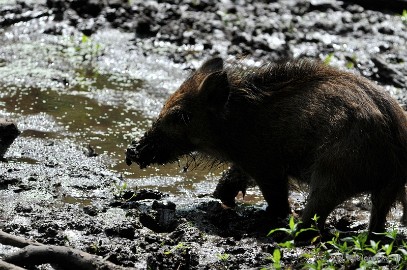 DSC_4410 Wildpark
