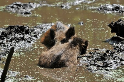 DSC_4426 Wildpark
