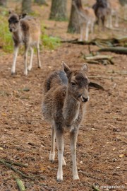 DSC_4617 Herfst in het wildpark.