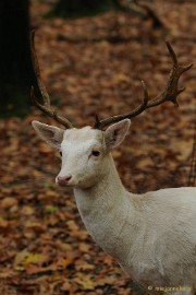 DSC_4849 Herfst in het wildpark.