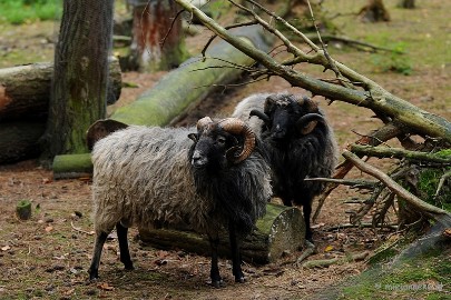 DSC_4896 Herfst in het wildpark.