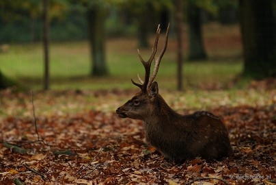 DSC_4910 Rust in het wildpark.