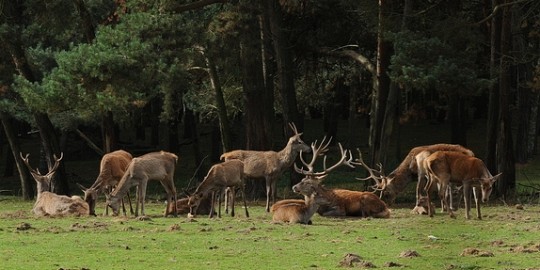 DSC_4992 Het lijkt de Veluwe wel.