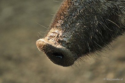 DSC_6119 Wildpark