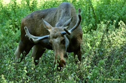 DSC_6145a Wildpark