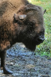 DSC_6169 Wildpark