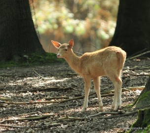DSC_6202 Wildpark