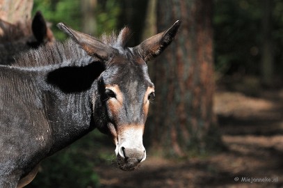 DSC_6209 Wildpark