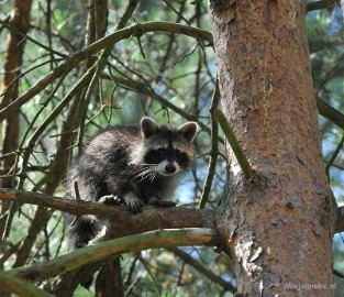 DSC_6352 Wildpark