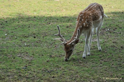 DSC_6492 Wildpark