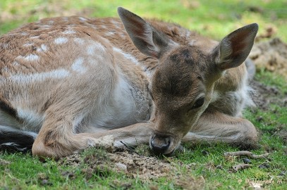 DSC_6518 Wildpark