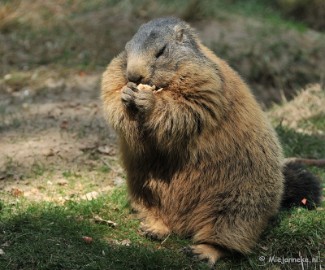 DSC_6579 Wildpark
