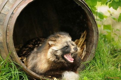 DSC_9099a Zoomdag 9 mei Dierenrijk Nuenen